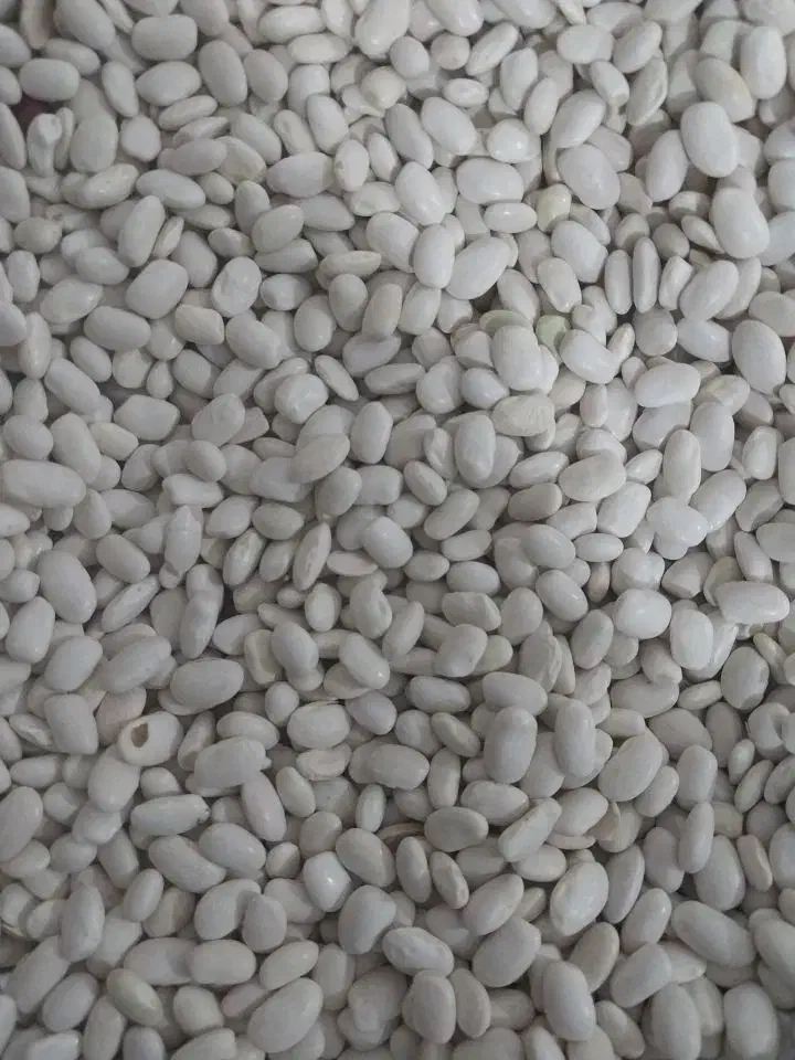 لوبیاسفید|خوردنی و آشامیدنی|کنگاور, |دیوار