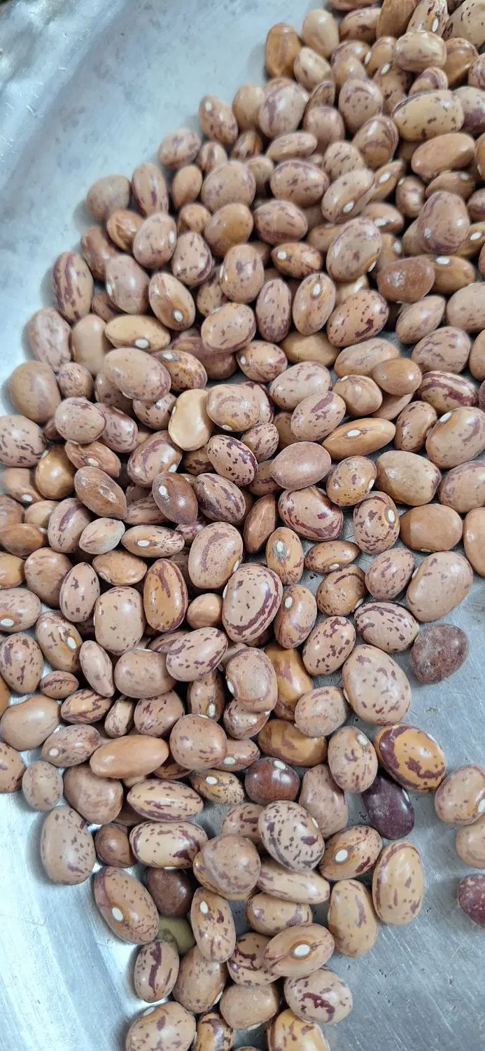 لوبیا چیتی|خوردنی و آشامیدنی|اراک, |دیوار