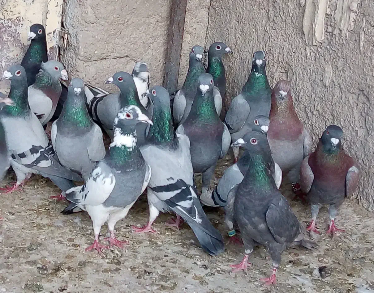 کفتر|پرنده|شیراز, دارالرحمه|دیوار