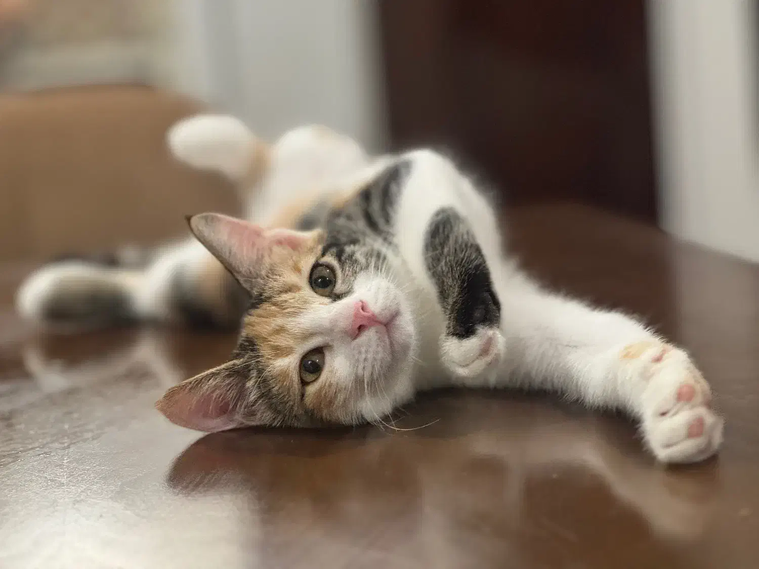 واگذاری گربه|گربه|کرج, گوهردشت|دیوار