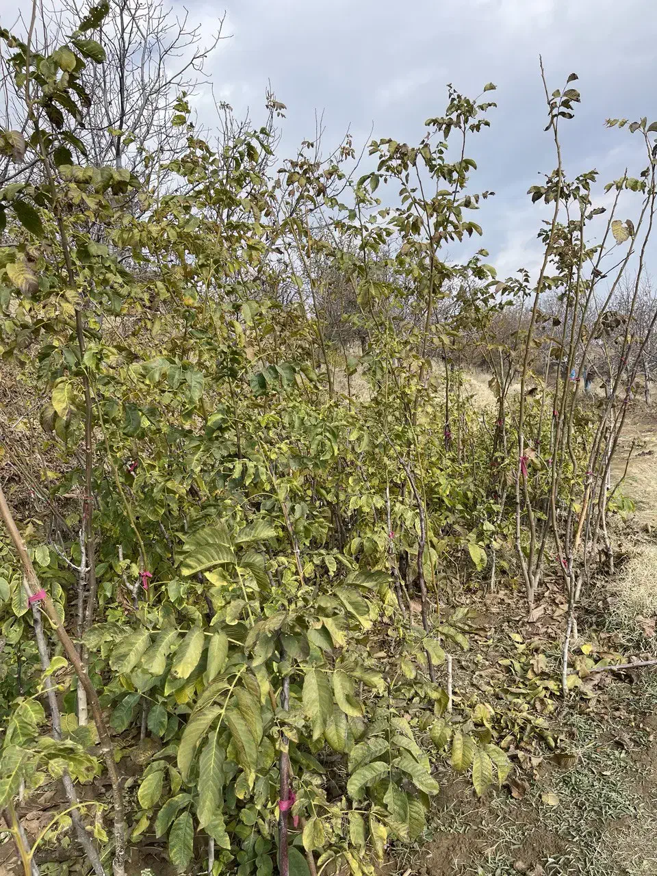 ریشه درخت گردو پیوندی|خدمات باغبانی و درختکاری|بانه, |دیوار