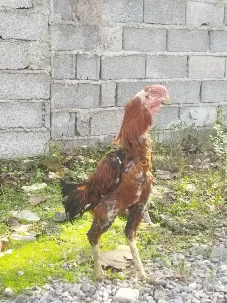 فروش نقدی|حیوانات مزرعه|رودبنه, |دیوار