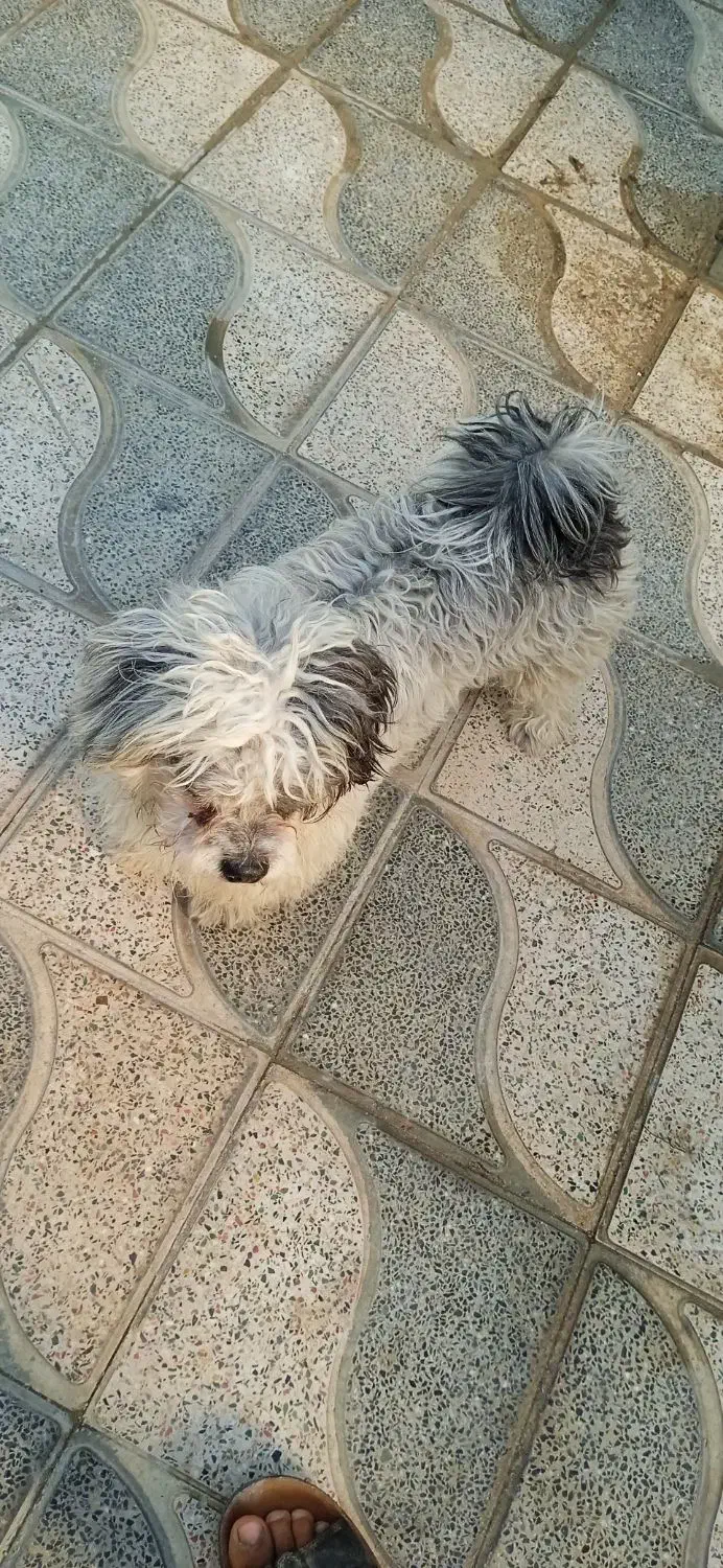 واگذاری|سگ|جهرم, |دیوار