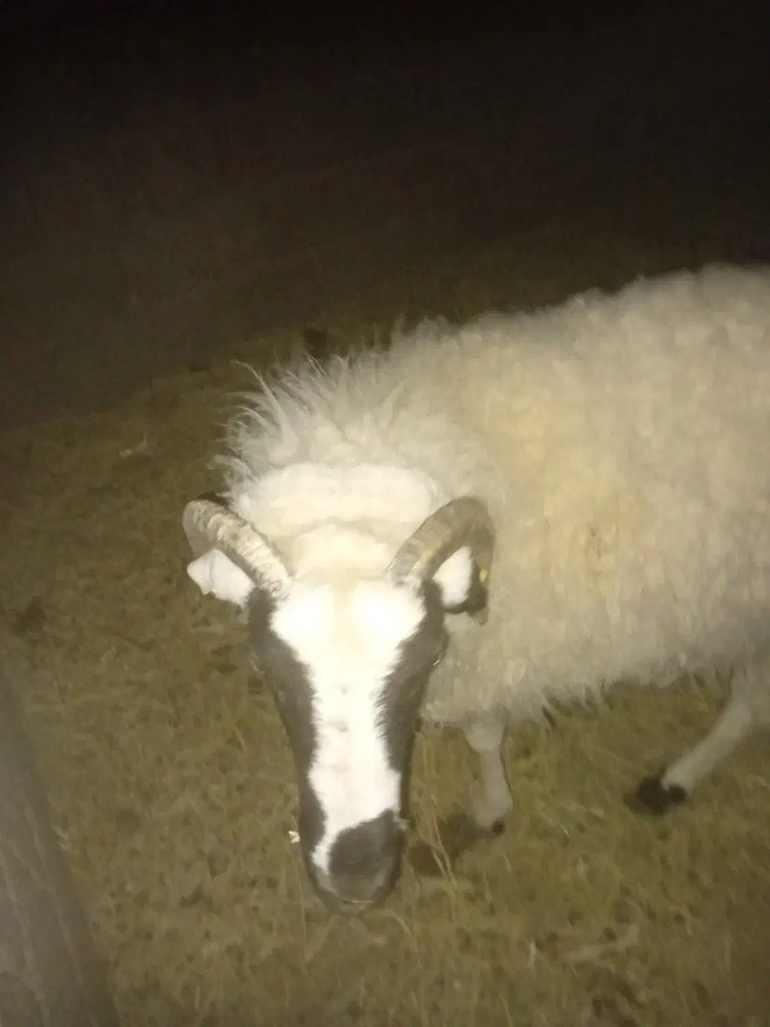 بره نر چاق کیلویی ۴۰۰|حیوانات مزرعه|رفسنجان, |دیوار