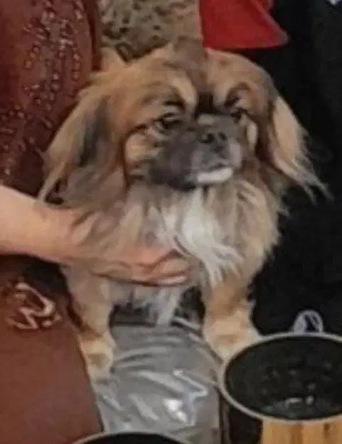 گمشده سگ|حیوانات|شاهین‌شهر, شهرک میلاد|دیوار