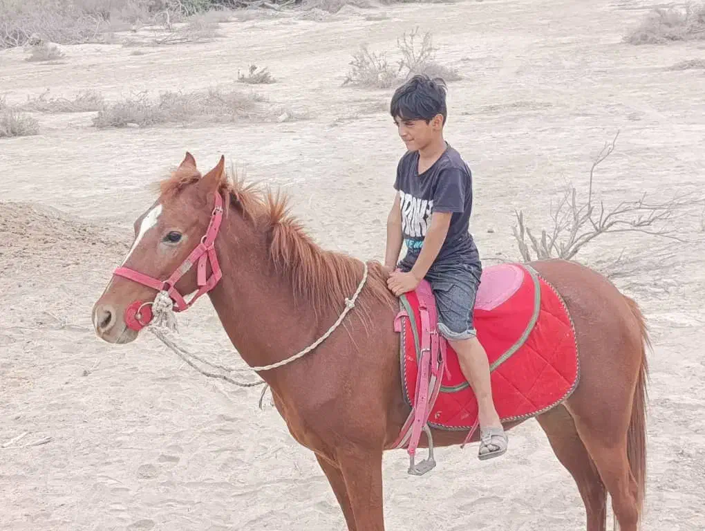 اسب ماده آرام مخصوص سوار کاری|اسب و تجهیزات اسبسواری|شمیل, |دیوار