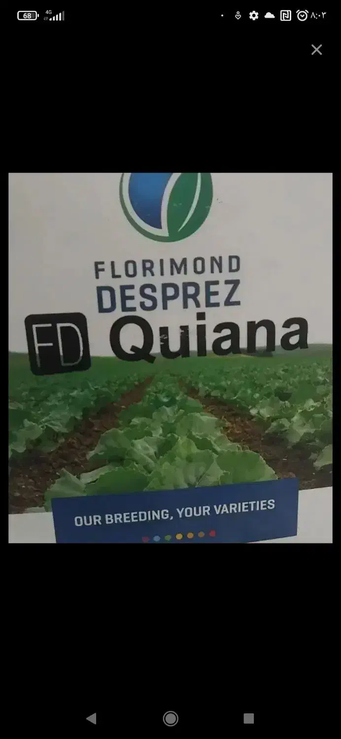 بذر چغندر|گل و گیاه طبیعی|کلاله, |دیوار