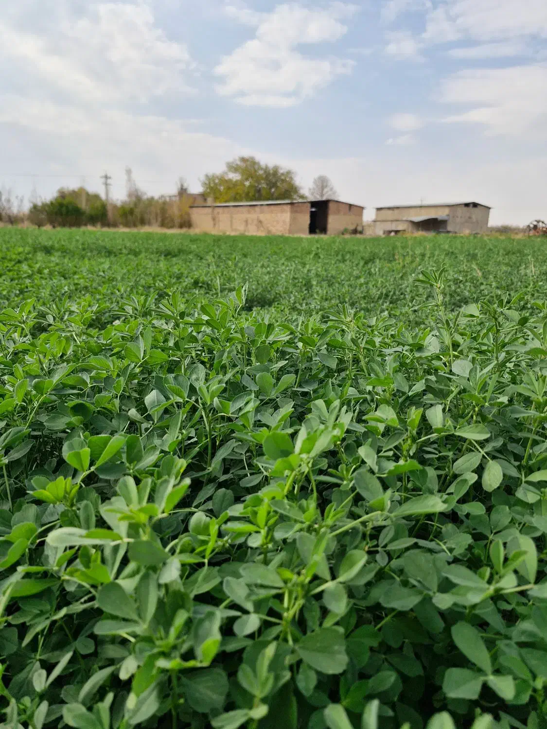 اجاره ۱۵ هکتار زمین یونجه|اجارهٔ دفتر صنعتی، کشاورزی، تجاری|مرودشت, محمد آباد|دیوار
