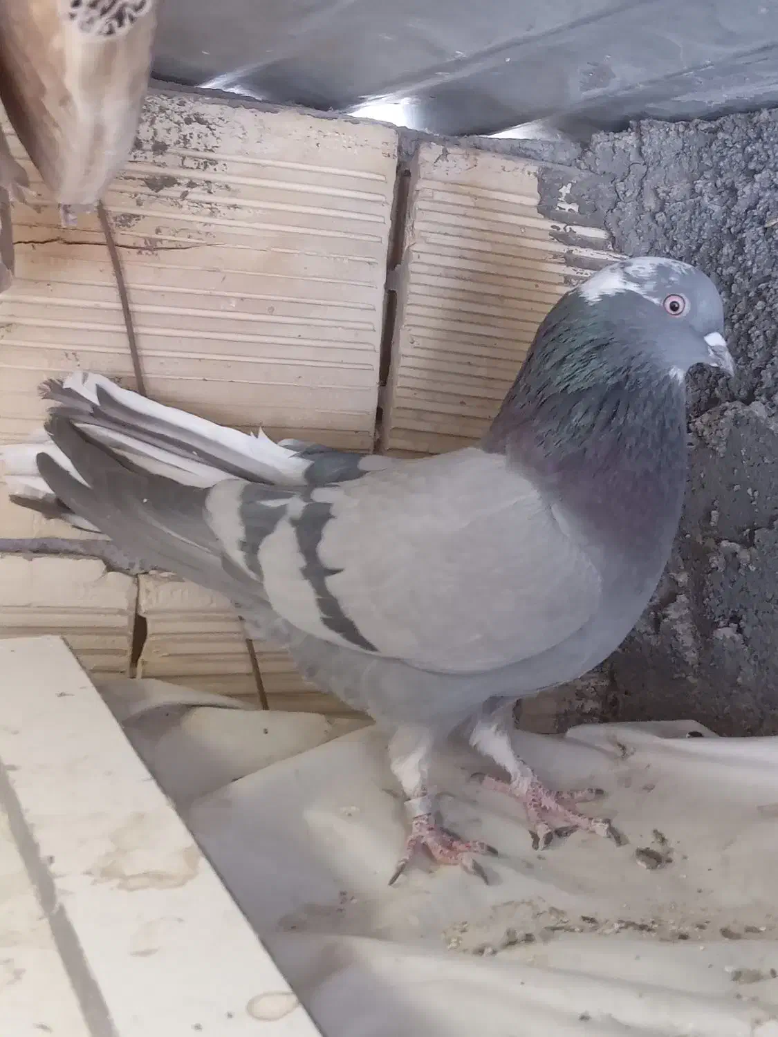 ماده نقره ای و قارایی|پرنده|سامان, |دیوار