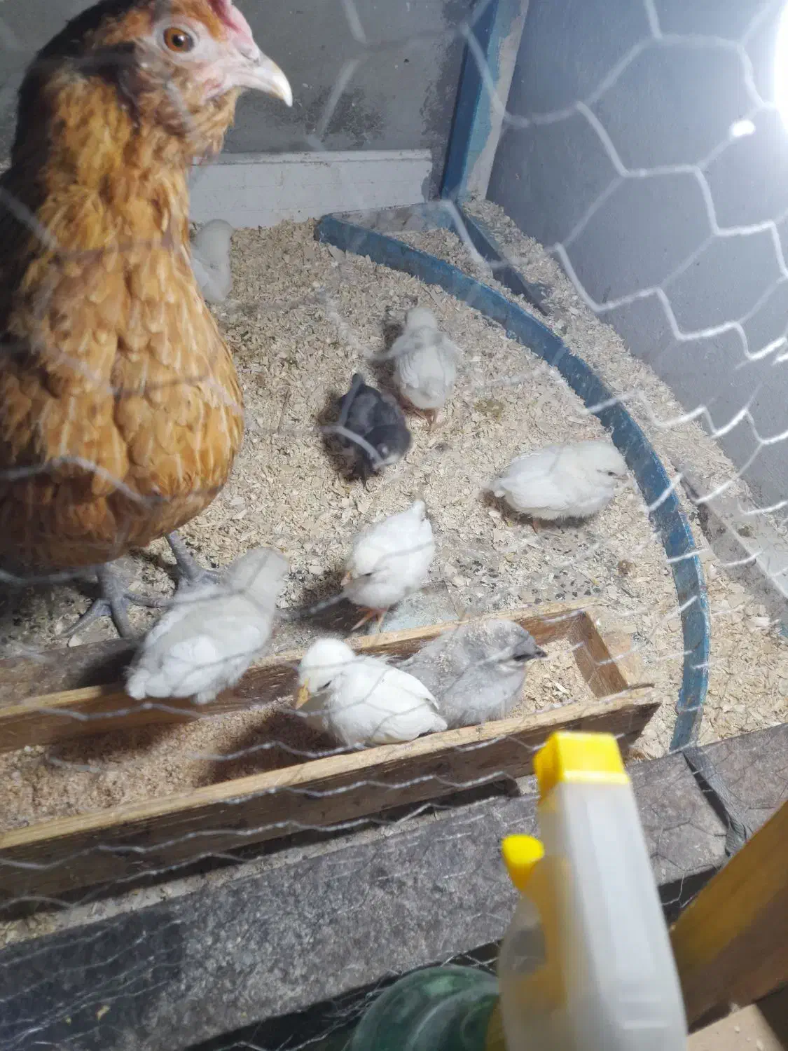 سلام مرغ محلی  با۱۲جوجه درخورموج هستم|حیوانات مزرعه|خورموج, |دیوار