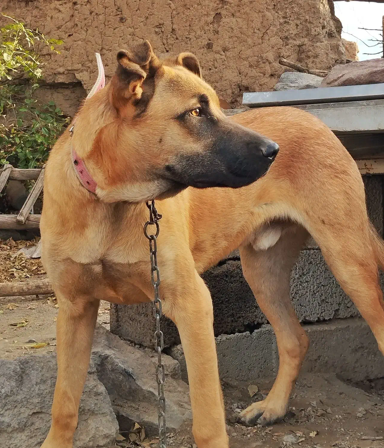 دو قلاده سگ، ژرمن و سرابی|سگ|مرادلو, |دیوار