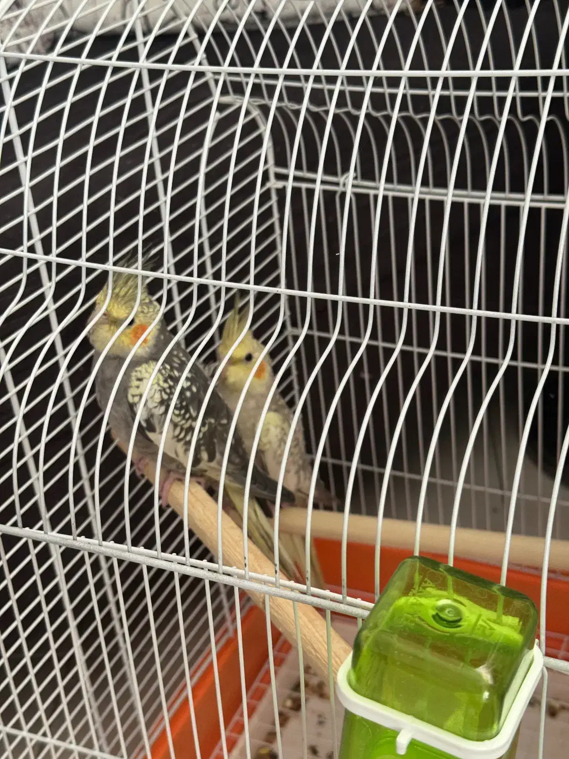 عروس هلندی|پرنده|شاهین‌شهر, عطار|دیوار