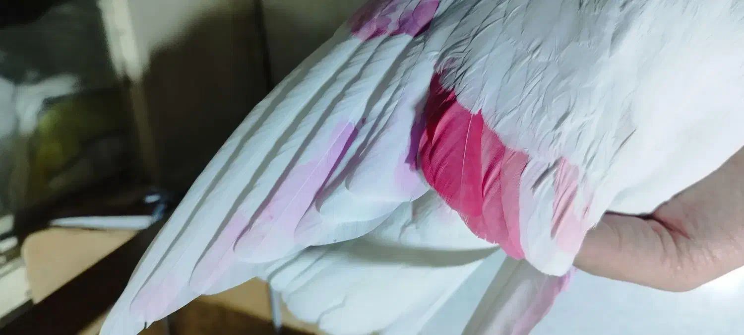 کبوتر پرشی .ازبلندی شب گرفتم|پرنده|تهران, مولوی|دیوار