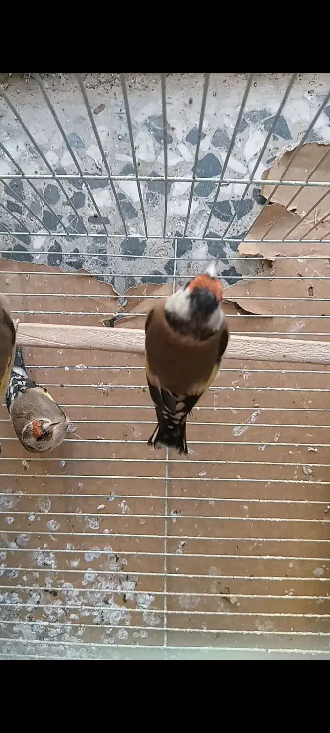 سهره دورگ گل بلند بسیار زیبا|پرنده|شیراز, باغشهر قصر سبز|دیوار