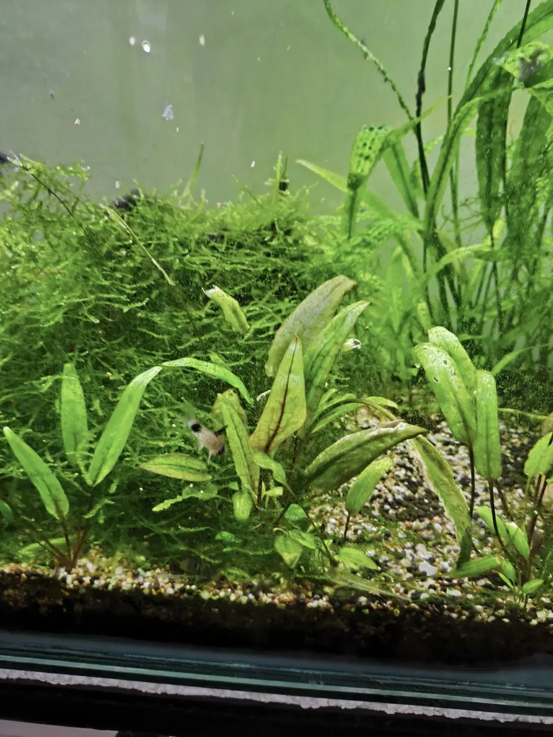 آکواریوم پلنت|ماهی|گرگان, |دیوار