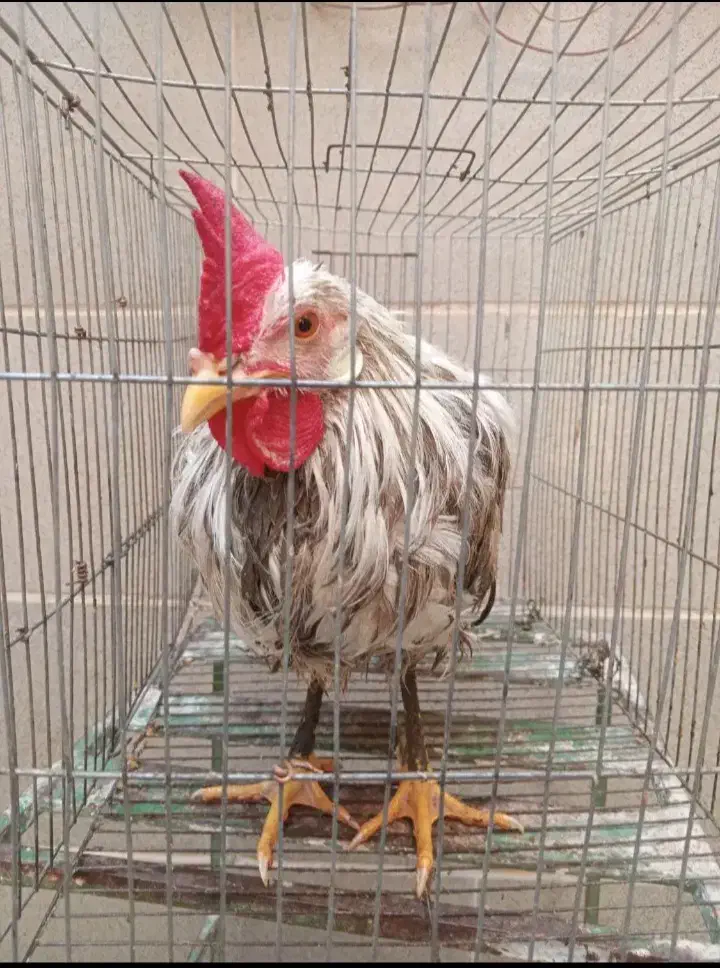 خروس محلی|حیوانات مزرعه|رباط‌کریم, کاظم‌آباد|دیوار