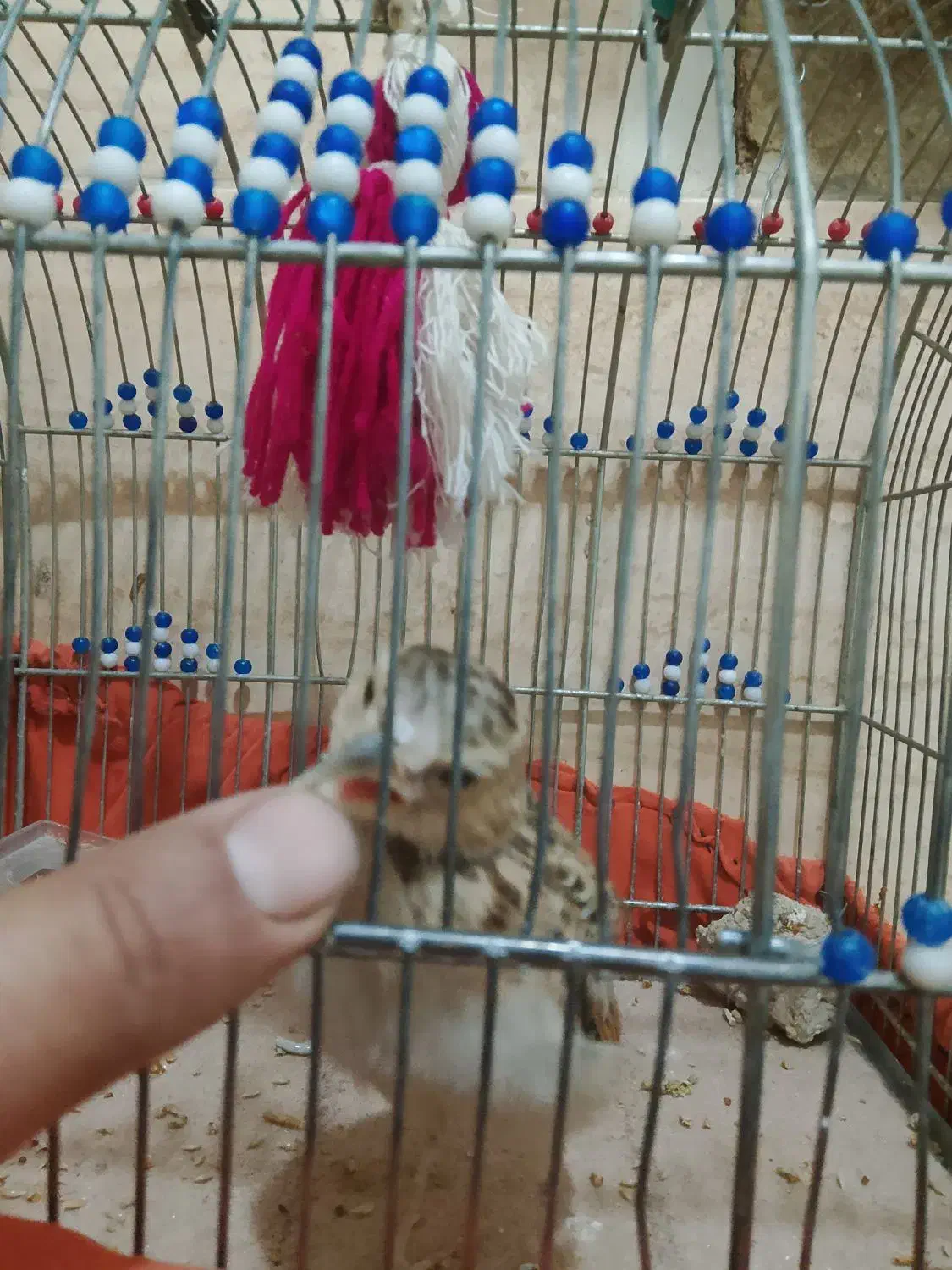 جوجه سهره خاکی رام رام درشت بشرط ریژخون|پرنده|اسلامشهر, مسکن مهر اسلاشهر (شهرک امام خمینی)|دیوار