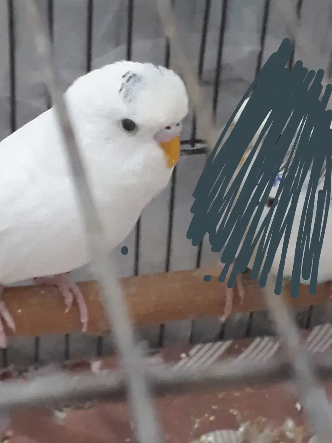 نرالبینو|پرنده|فردیس, شهرک ارم|دیوار