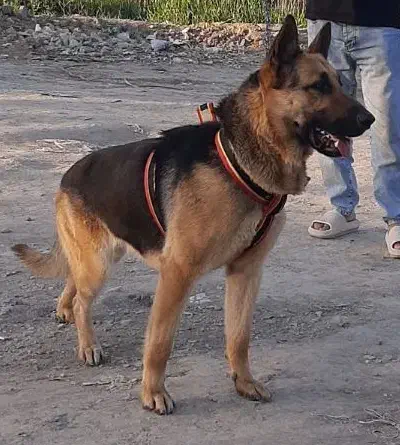 ژرمن ورک|سگ|قلعه نو, |دیوار