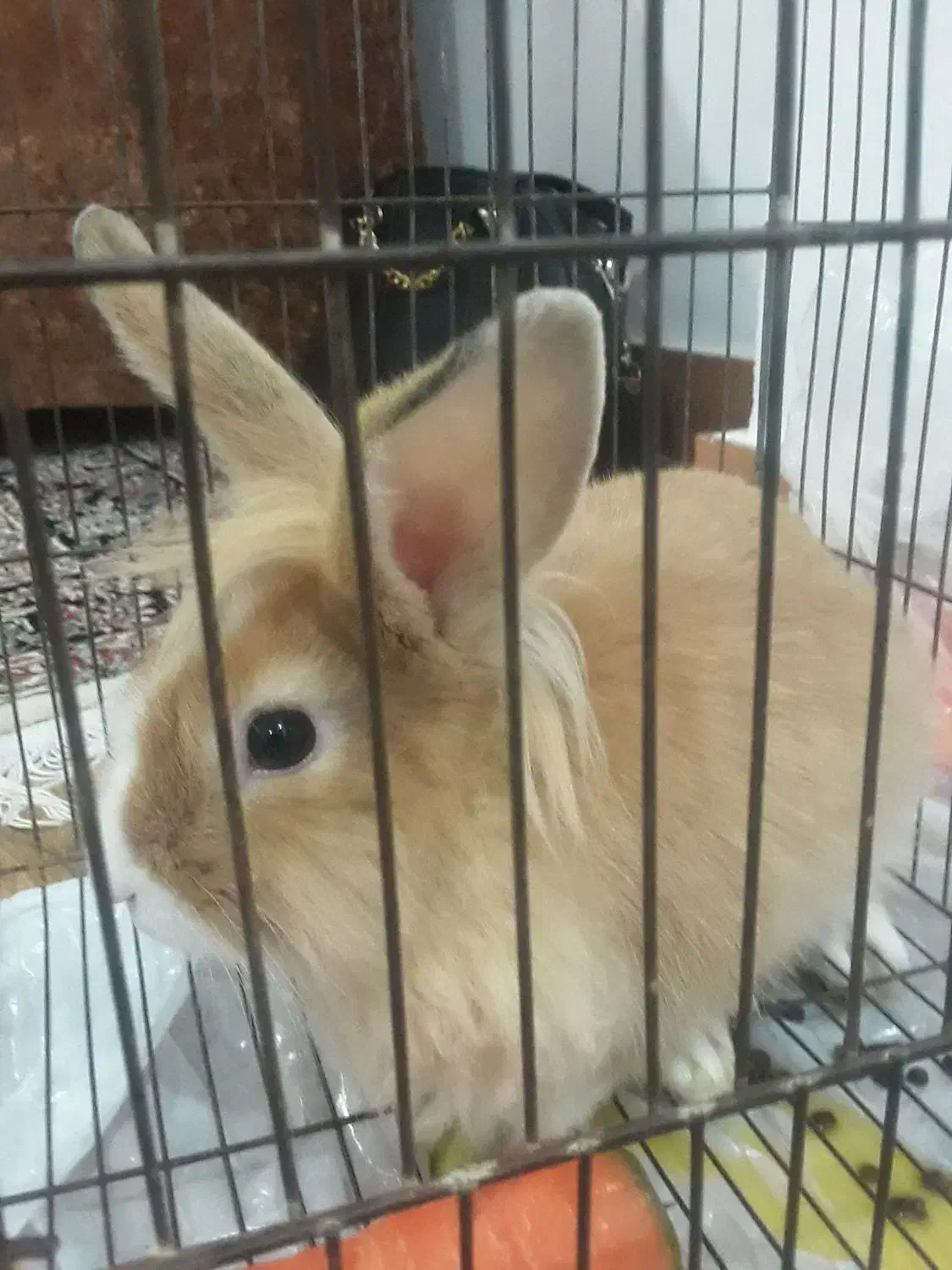 خرگوش خانگی اهلیتخفیفم میدم|موش و خرگوش|اردبیل, |دیوار