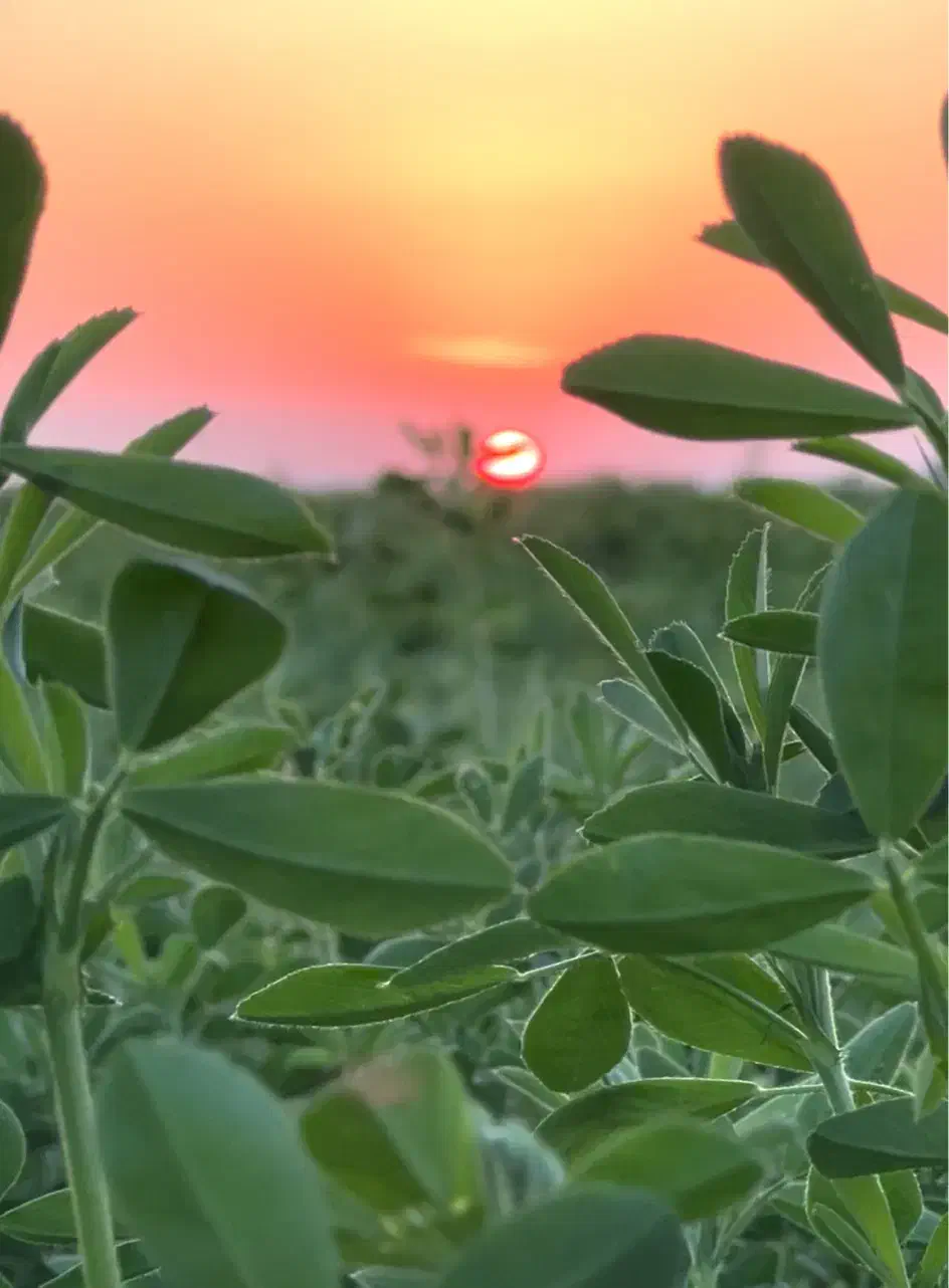 یونجه|خدمات باغبانی و درختکاری|بهبهان, |دیوار