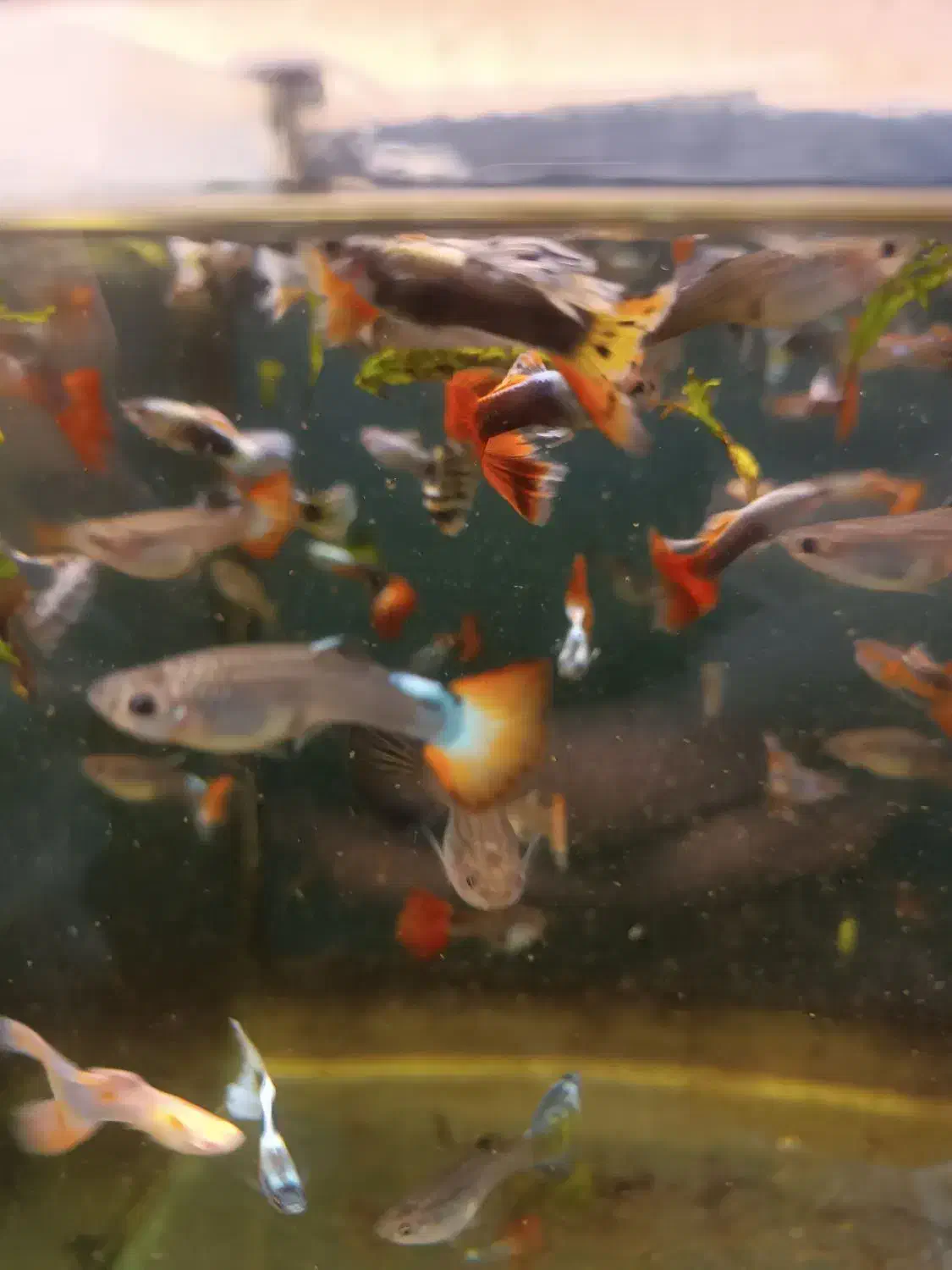 گوپی کوپی فکوری72|ماهی|مشهد, سرافرازان|دیوار