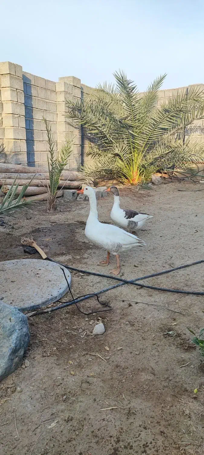 یک جفت غاز سالم|حیوانات مزرعه|میناب, |دیوار