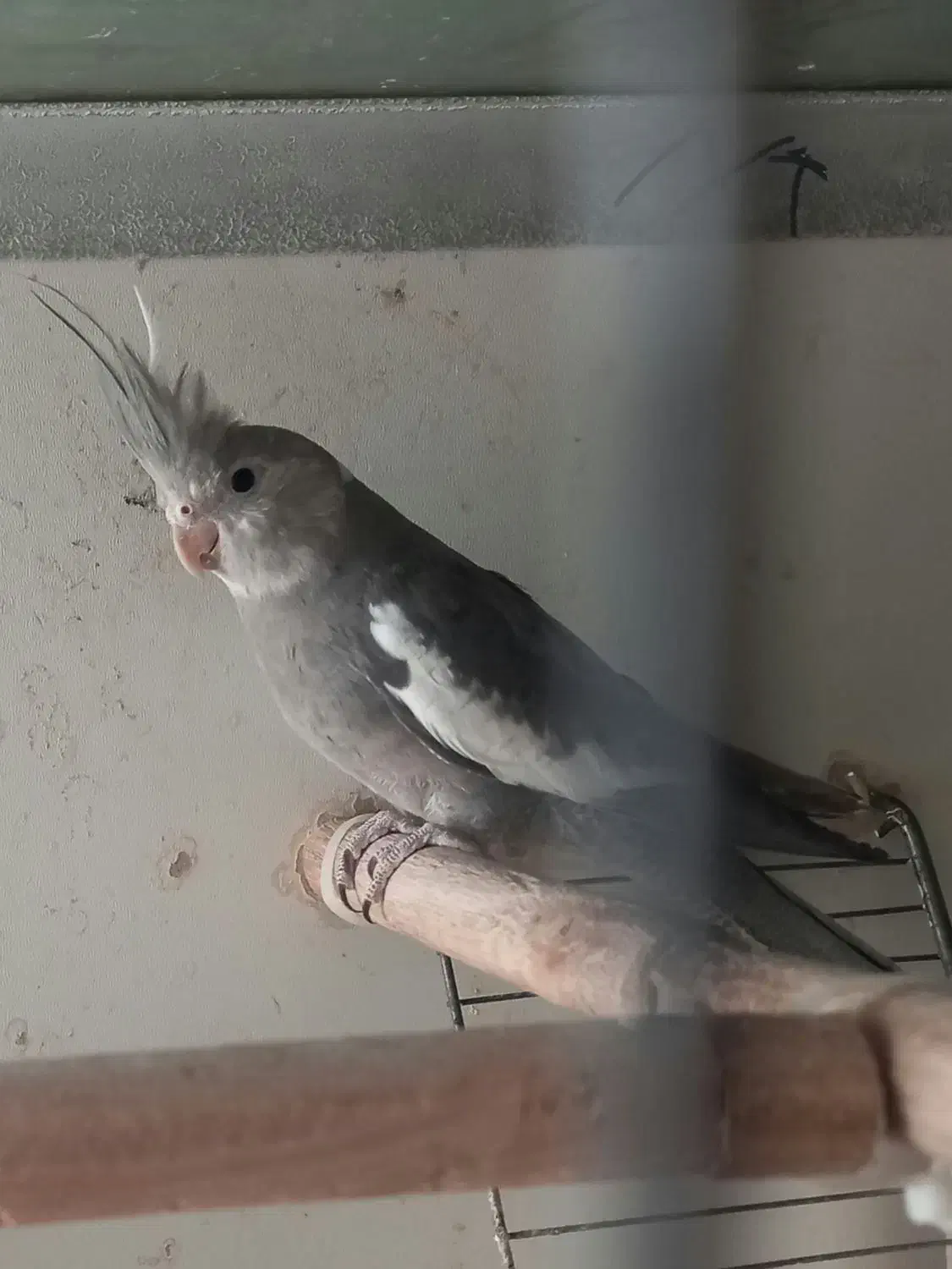 عروس هلندی نر ماده آلبینو وایت فیس|پرنده|تبریز, |دیوار