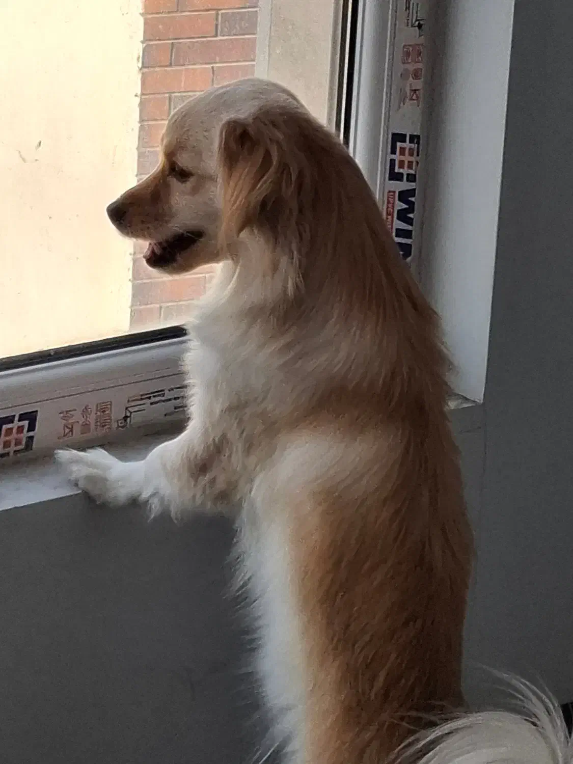 گمشده|حیوانات|ورامین, ورامین|دیوار