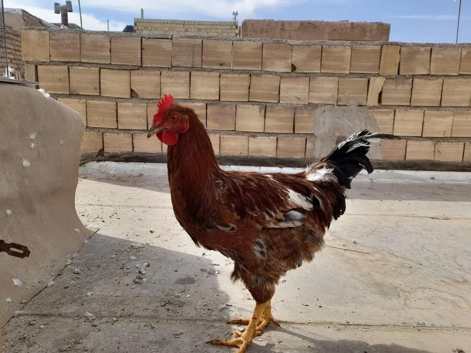 خروس|حیوانات مزرعه|حمیدیا, |دیوار