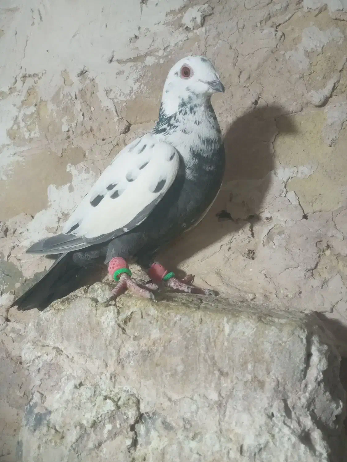 سلام به همه عشقبازان چهار تا حیون بشرط|پرنده|رشتخوار, |دیوار