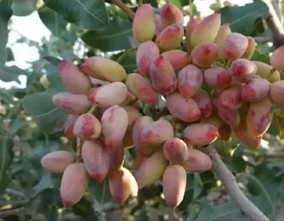 زمین پسته|فروش زمین و ملک کلنگی|شهر بابک, |دیوار