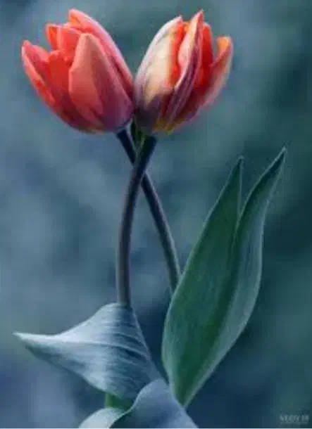 فروش سیم کارت|سیمکارت|دورود, |دیوار