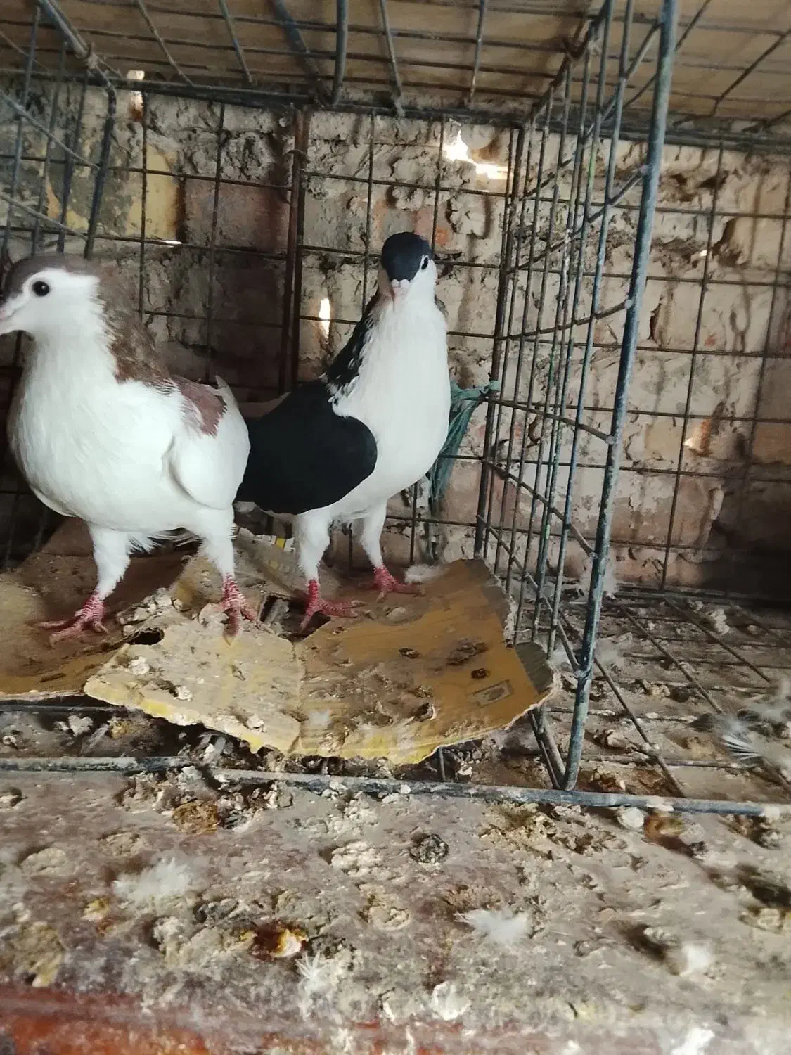 کفتر طوقی و پلاکی وشهرستانی|پرنده|شهریار, شهرک بهاران (ویره)|دیوار