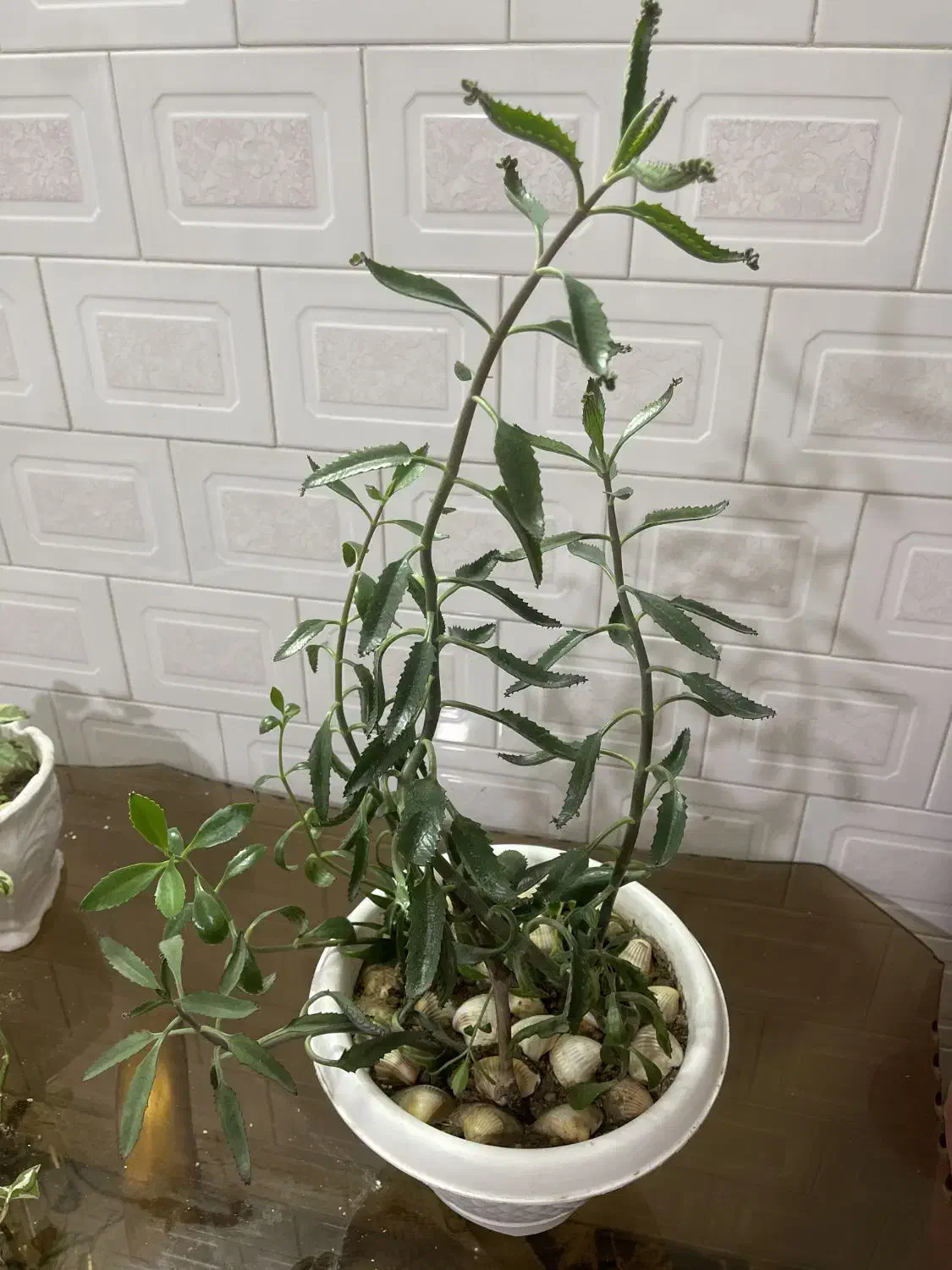 گیاه|گل و گیاه طبیعی|کلاله, |دیوار