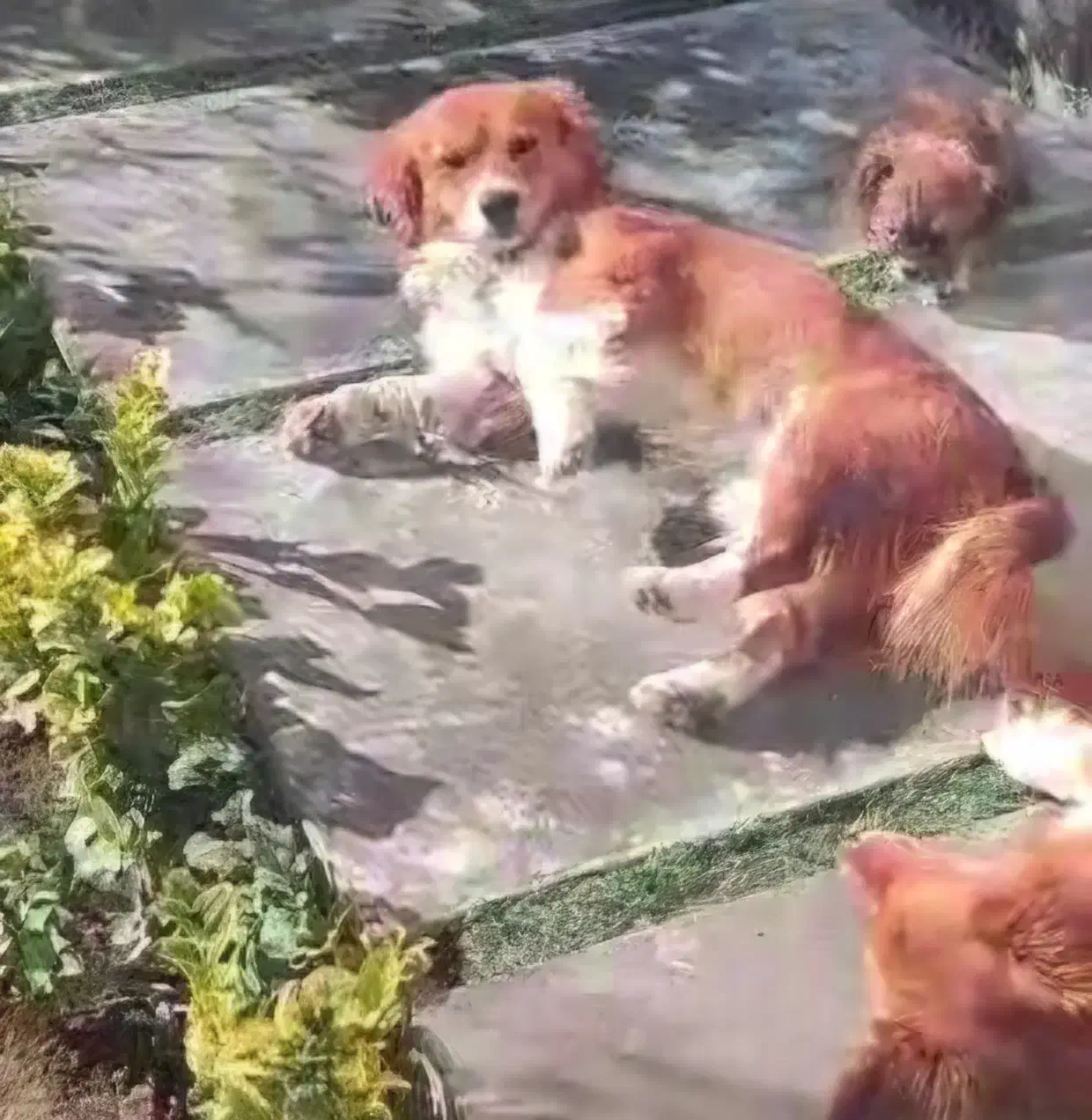 سگ اشمیتز|سگ|باغستان, |دیوار