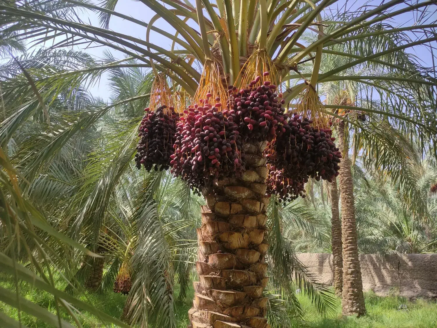 کود گاوی مرغوب تک و تریلی|خدمات باغبانی و درختکاری|بم, |دیوار