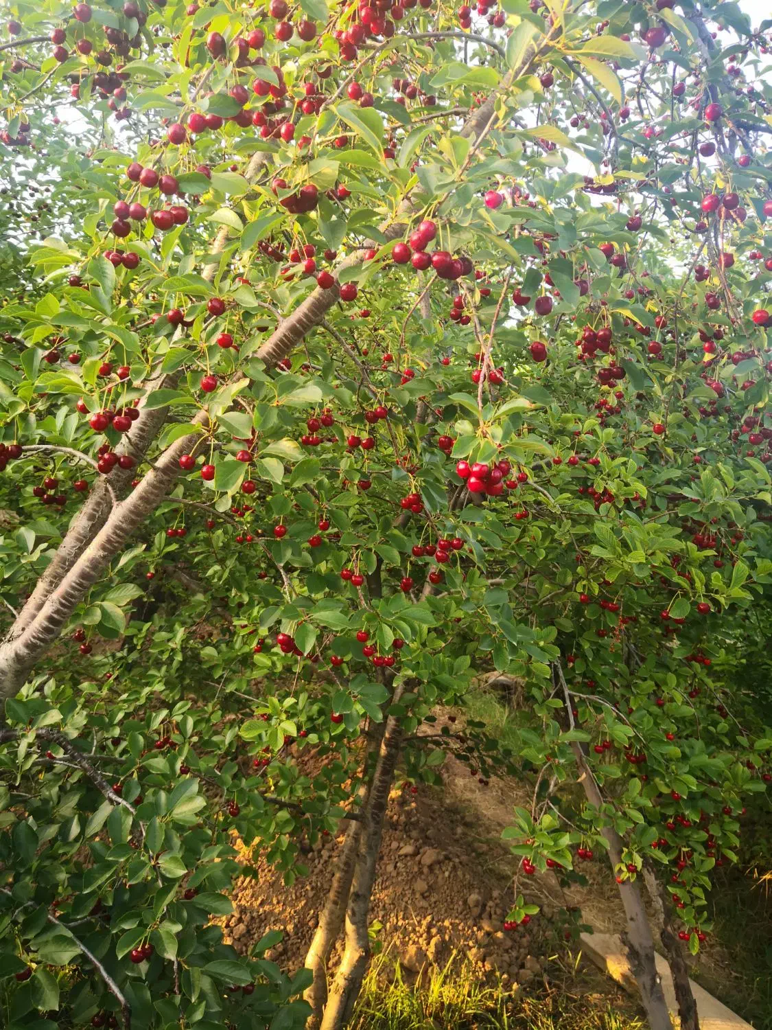 تسوج فروش خانه کلنگی|فروش خانه و ویلا|تسوج, |دیوار