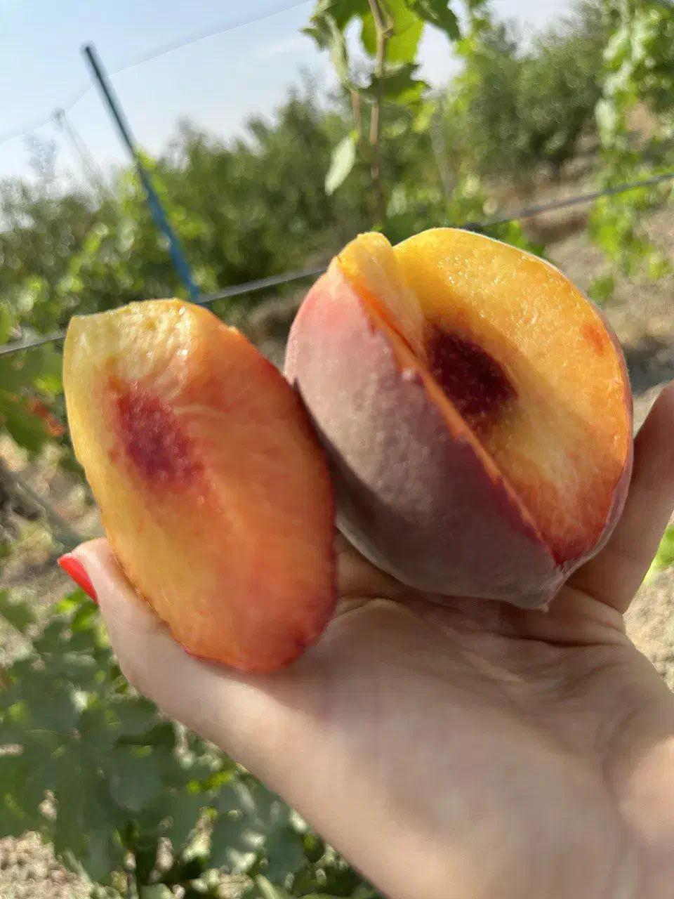 نهال انواع میوه اصلاح شده لیبل‌دار|خدمات باغبانی و درختکاری|سراب, |دیوار