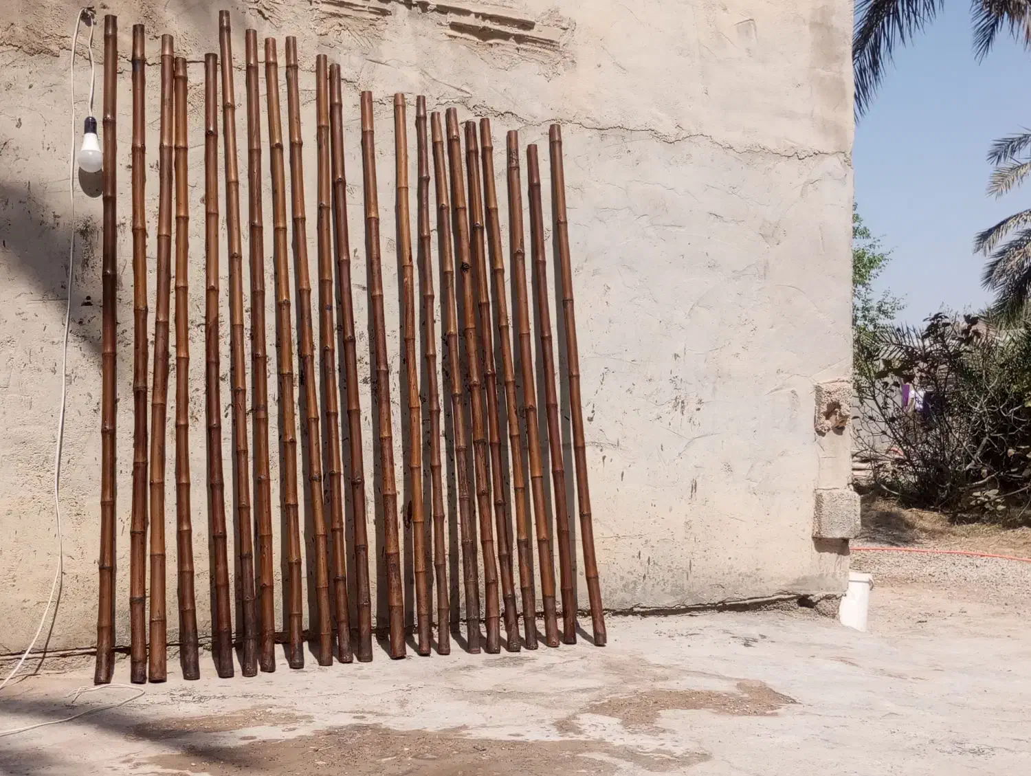 خزاان 2مترین|گل و گیاه طبیعی|شادگان, |دیوار