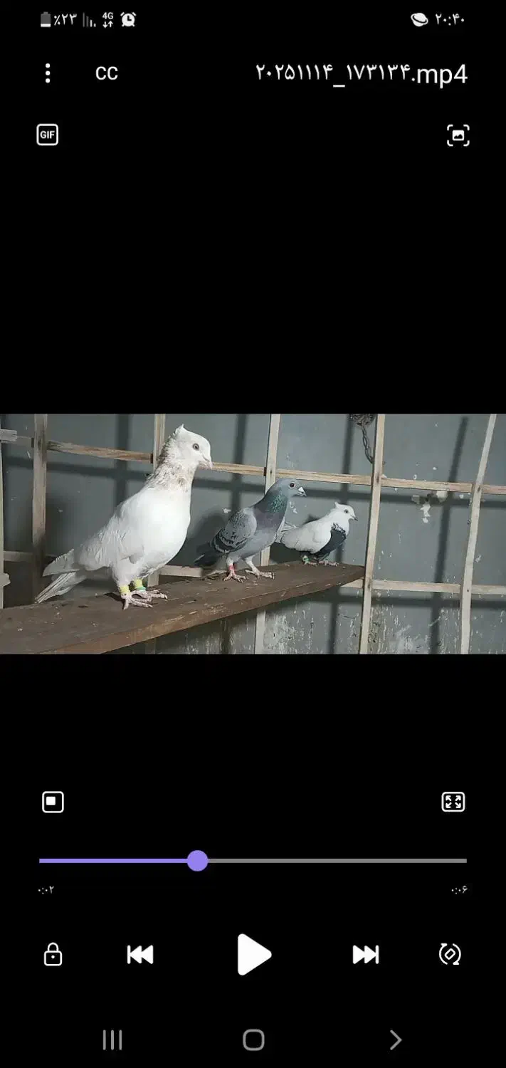 کبوتر پرشی|پرنده|فردیس, فردیس|دیوار