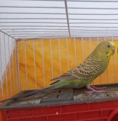 3پرنده|پرنده|زیرکوه, |دیوار