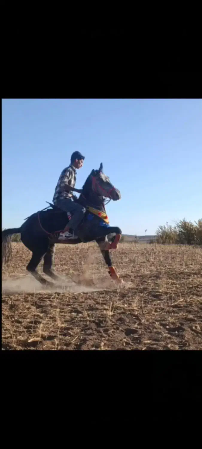 اسب مادیان کرد|اسب و تجهیزات اسبسواری|کمیجان, |دیوار