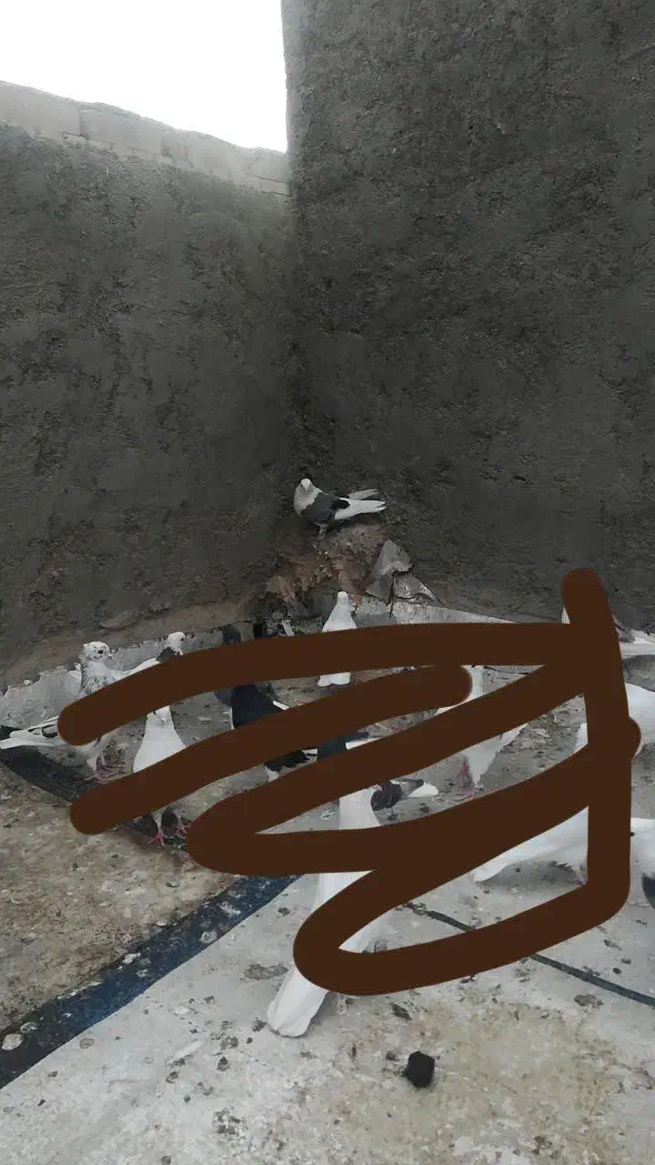 کبوتر|پرنده|میبد, |دیوار