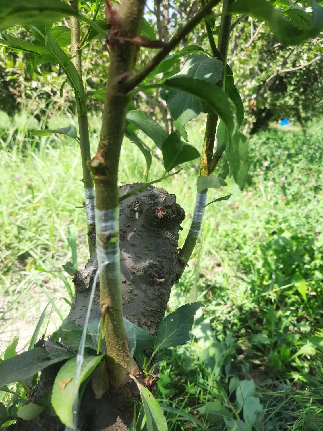 هرس و سایر خدمات باغبانی|خدمات باغبانی و درختکاری|میاندوآب, |دیوار