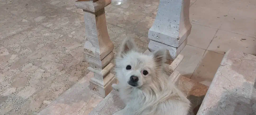 سگ گمشده|سگ|ساوه, |دیوار