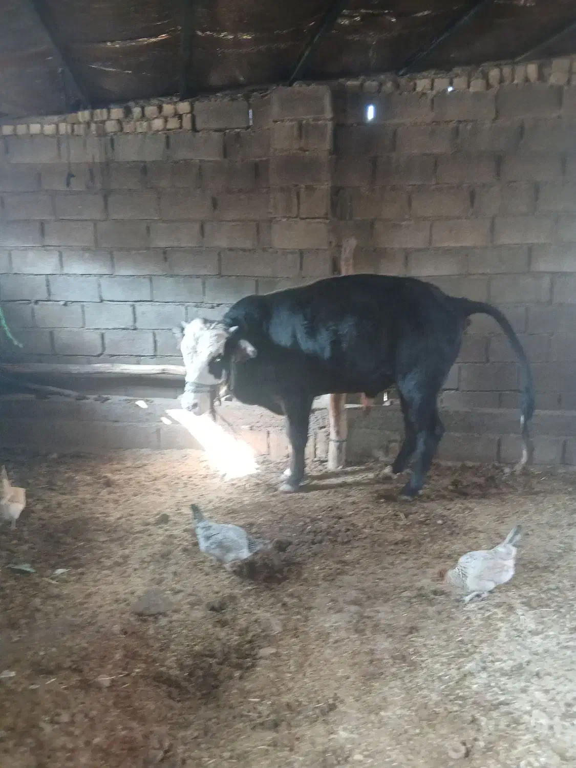 فروش گاو|حیوانات مزرعه|کوهدشت, |دیوار