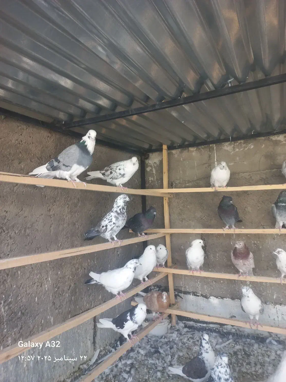 کبوتر تمیز|پرنده|قره چای, |دیوار