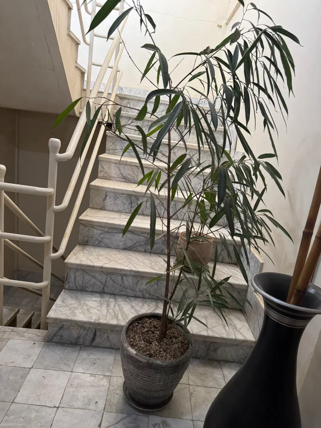 سه عدد گلدان ۵۰۰ مقطوع|گل و گیاه طبیعی|مشهد, چهارچشمه|دیوار