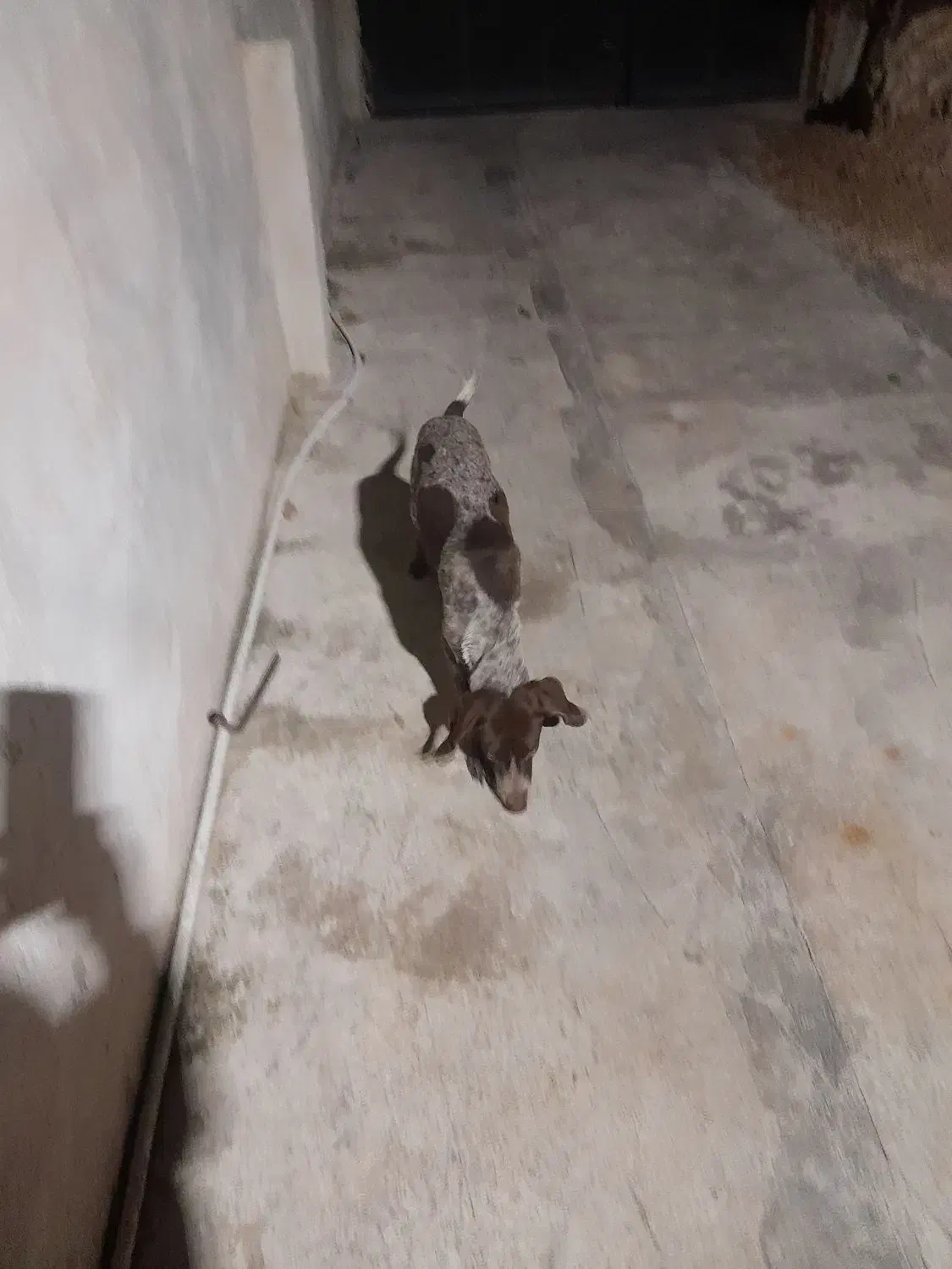 توله ۵ ماهه المانی خال مگسی نر|سگ|گالیکش, |دیوار